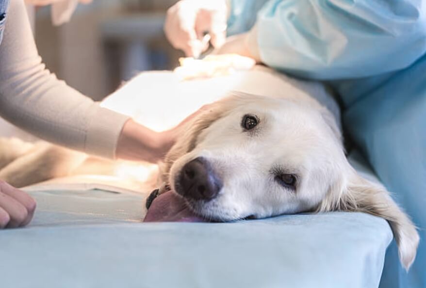 강아지 슬개골 탈구 원인 증상 수술비용