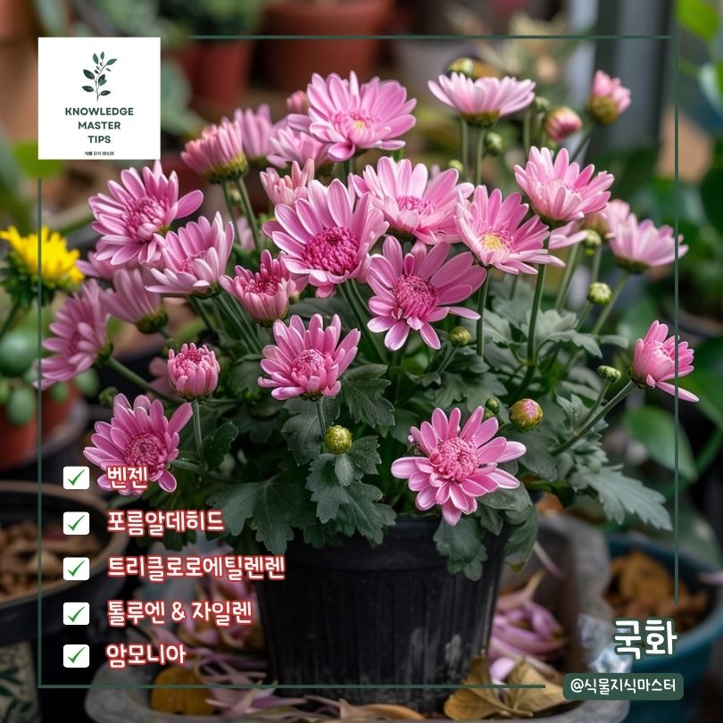 새집증후군 식물 국화