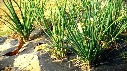 쪽파재배-쪽파-심는시기-파종시기