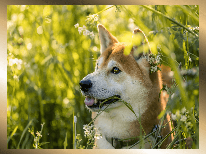 풀숲에서-옆을-보고있는-사비이누-강아지