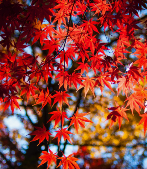 2024 유명한 산 단풍 시기