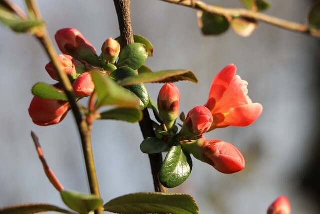 동백나무 씨 오일