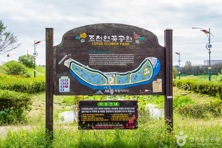 세종시 조치원에 위치한 조천연꽃공원