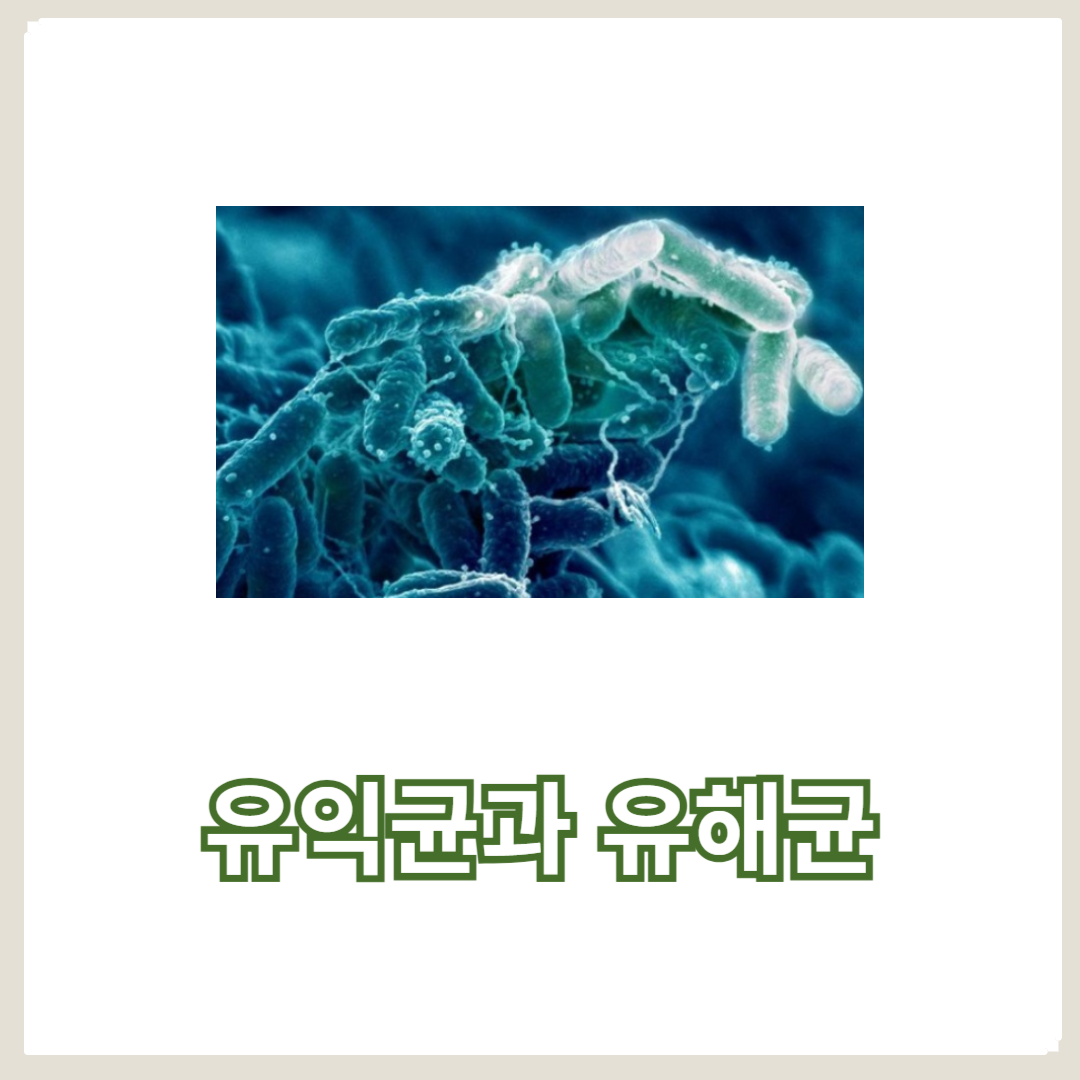 장 건강을 좌우하는 유익균과 유해균, 그 차이와 역할 완벽 정리!