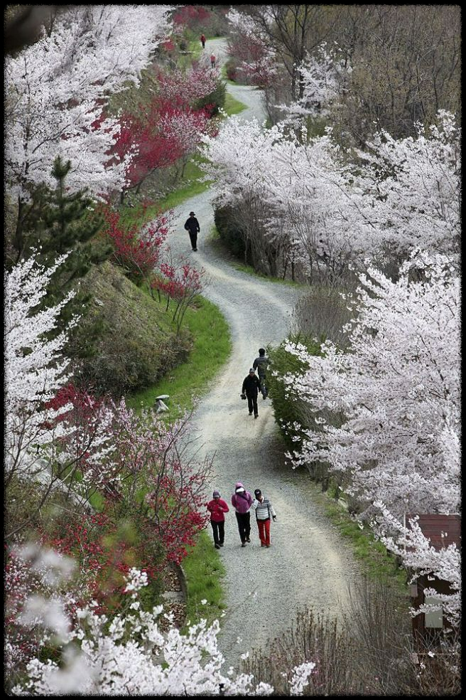 2025 진해 벚꽃 명소 BEST 7 - 인생샷 각도까지 알려드려요.