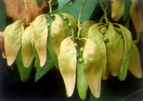 벽오동나무 열매1