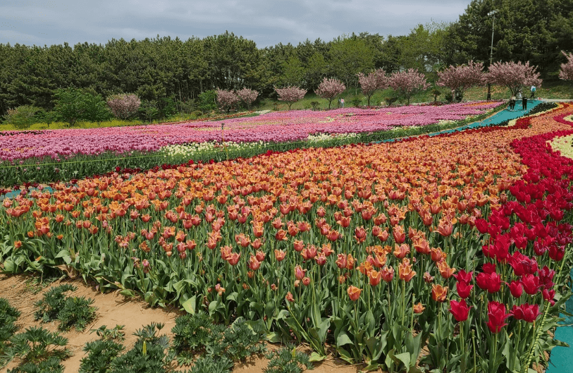 태안 튤립축제 인근 관광명소