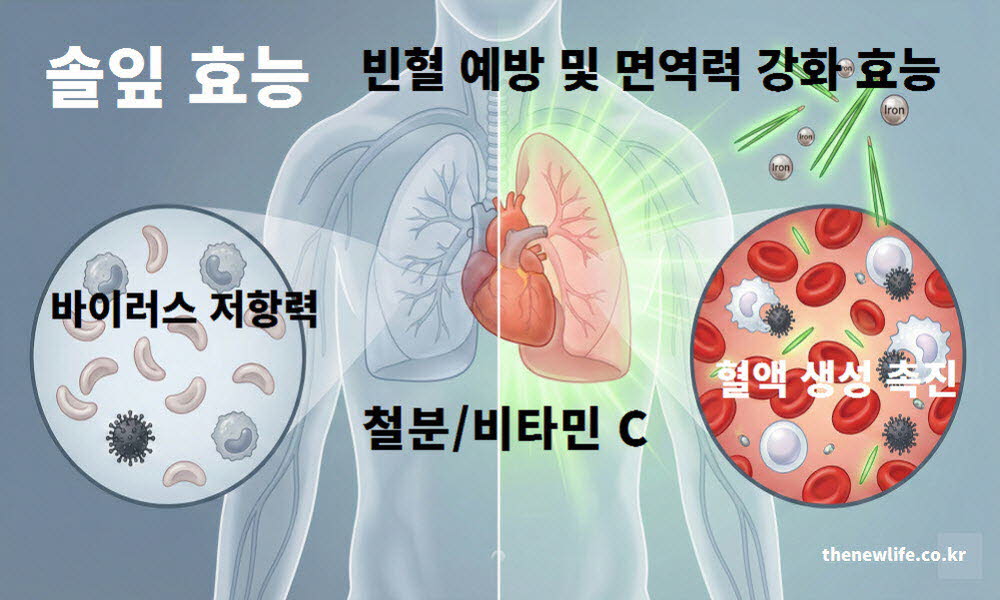 솔잎 효능이 조혈 작용을 통해 빈혈을 예방하고 외부 바이러스에 맞서 면역력을 강화하는 것을 설명하는 이미지