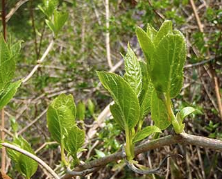 다래순의 주요 효능