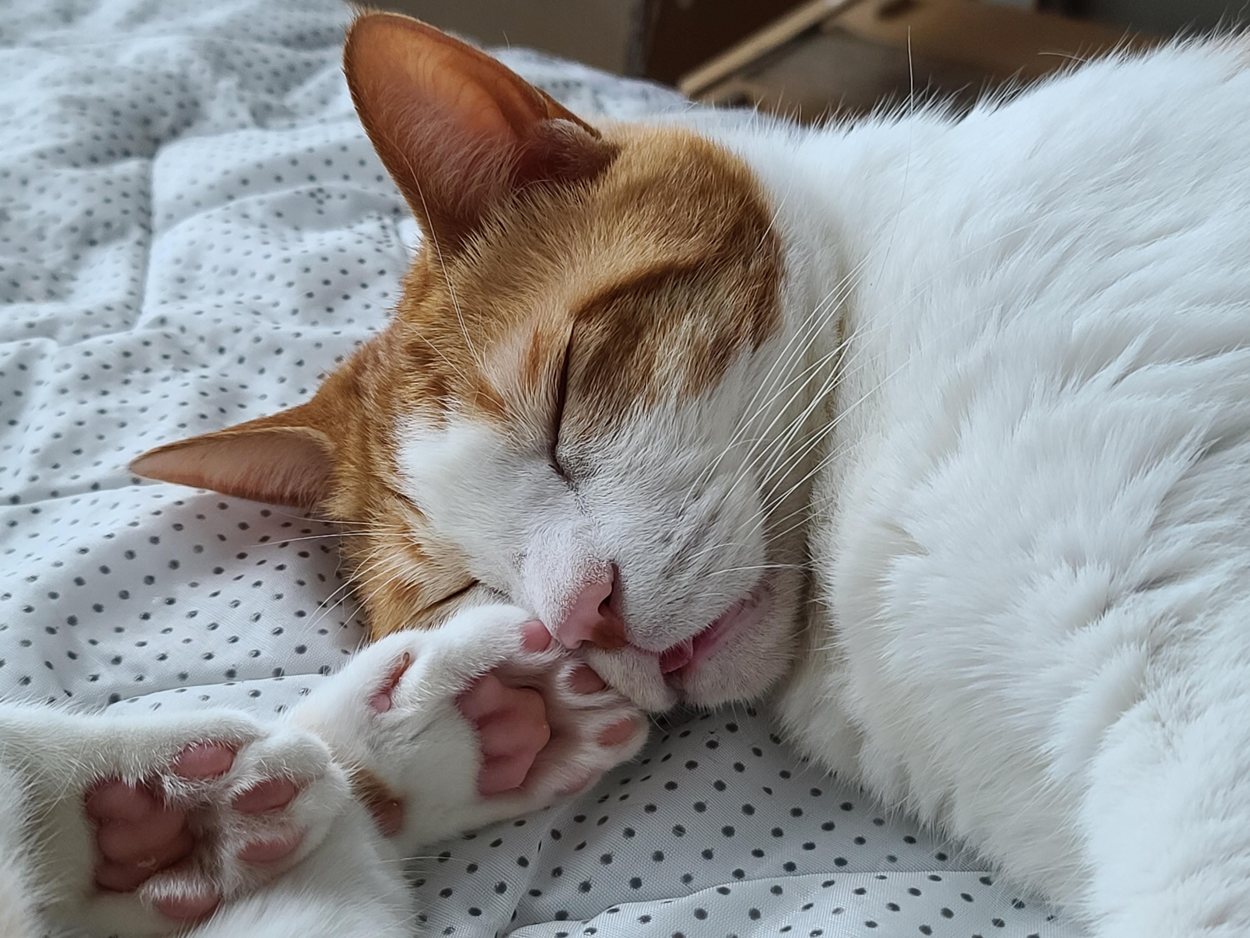 치즈형제의 다정한 낮잠. (feat.아비시니안 루나와 질투대마왕 건이)