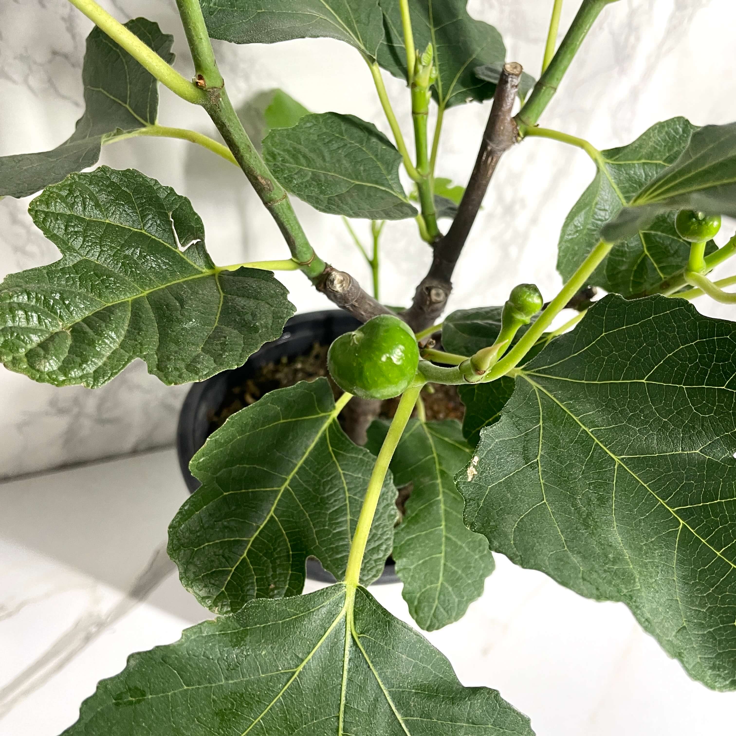 무화과열매 묘목 나무 키우는 방법