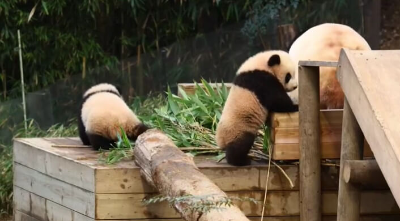 루이바오-후이바오-아이바오