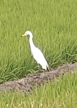 백로