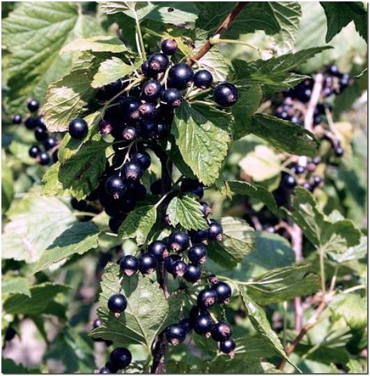 블랙커런트는 혈액순환에 효과적인 항산화제가 풍부합니다.