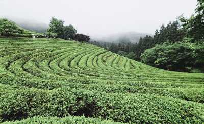 11월 국내여행지 추천 베스트 10 - 2. 보성 녹차밭
