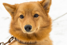 개 아토피성 피부염