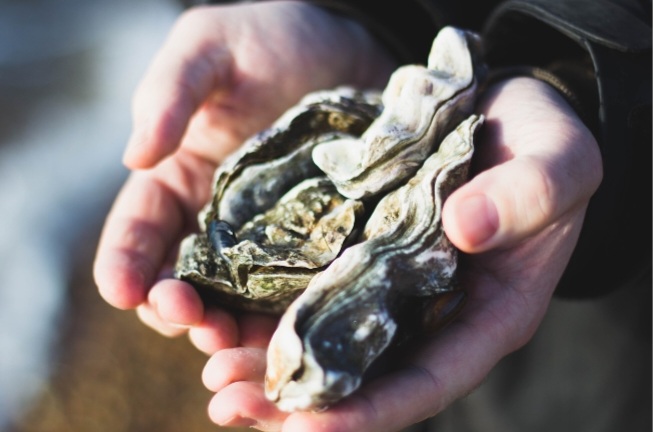 바다의 우유 굴