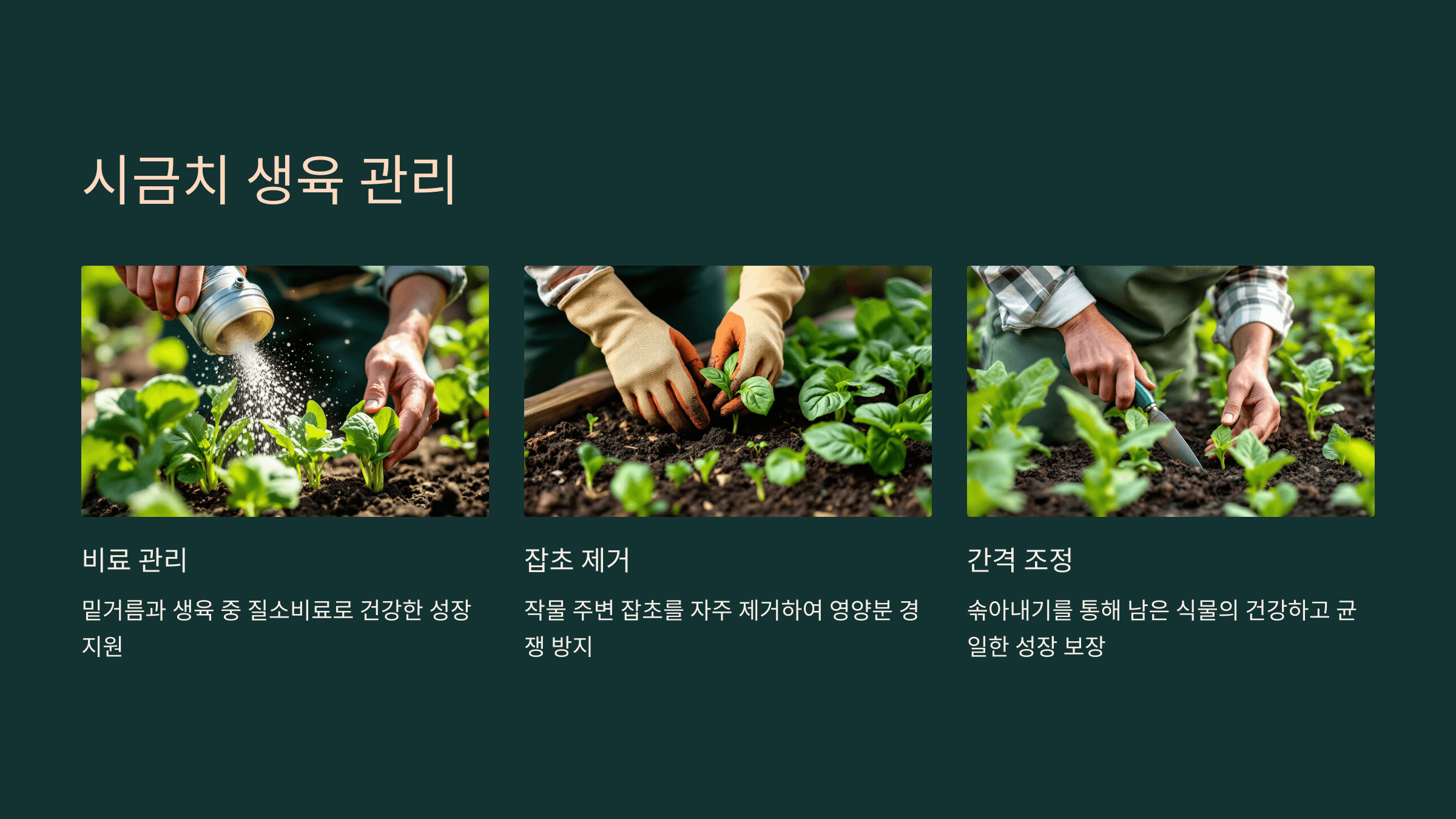 시금치 사진입니다.