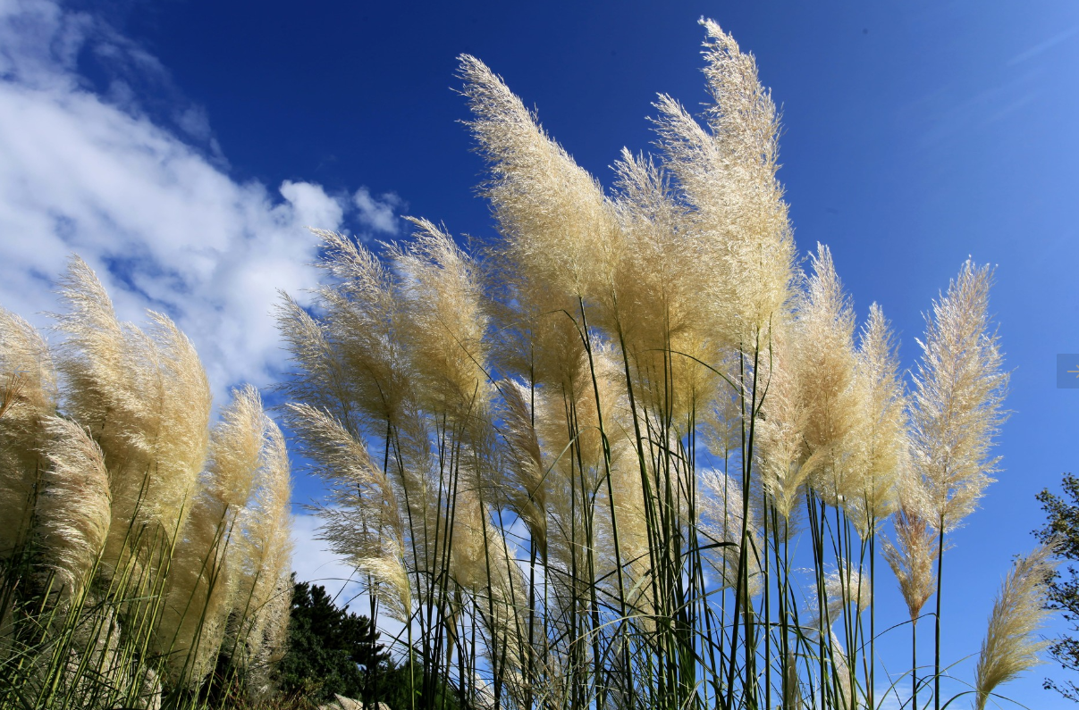 천리포수목원 가을