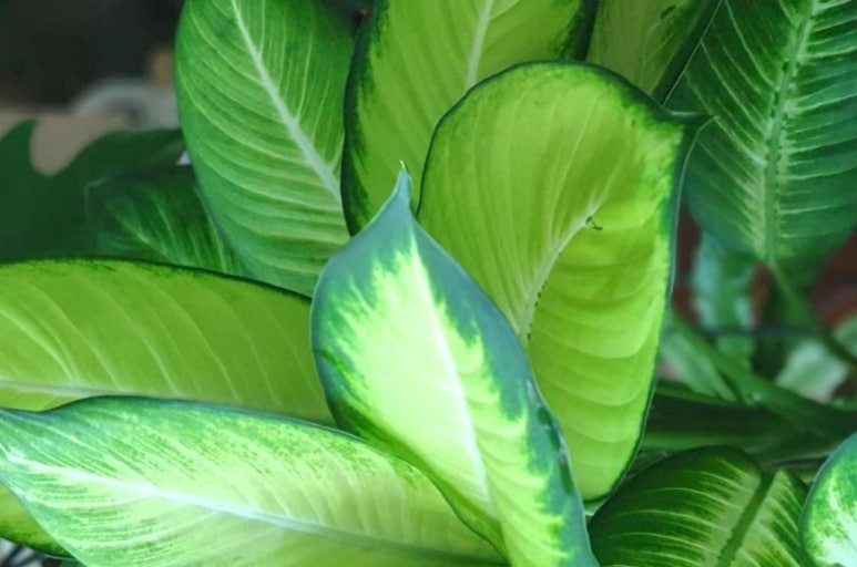 식물도 독을 품다 – 독성 식물의 위험과 매력