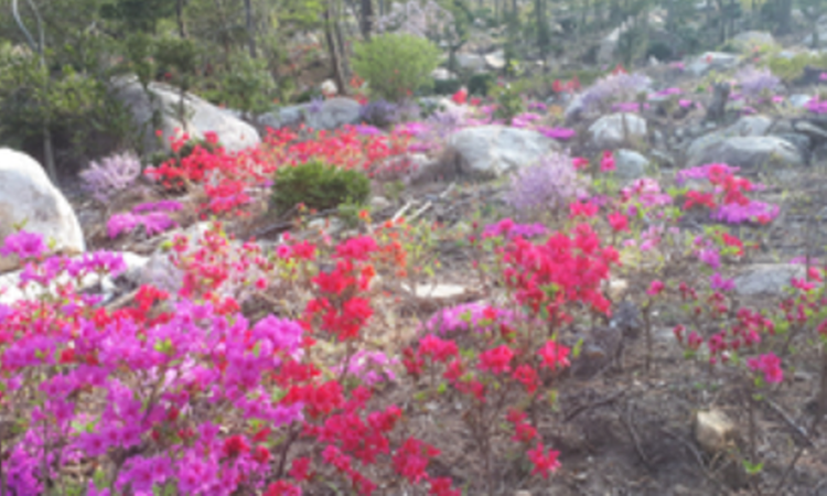 해남 포레스트 수목원