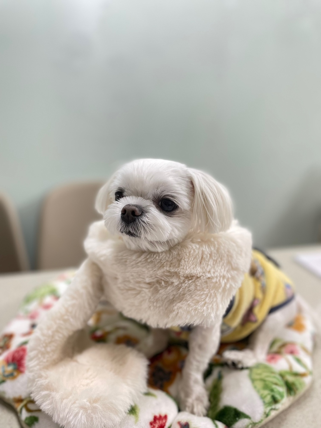 또리
