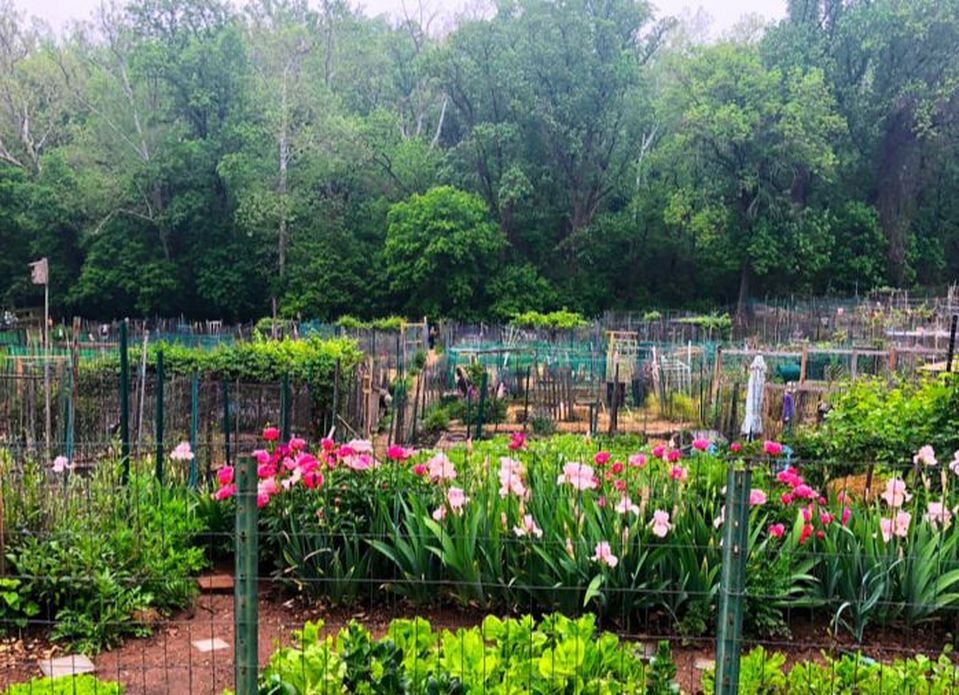 airfax Community Garden