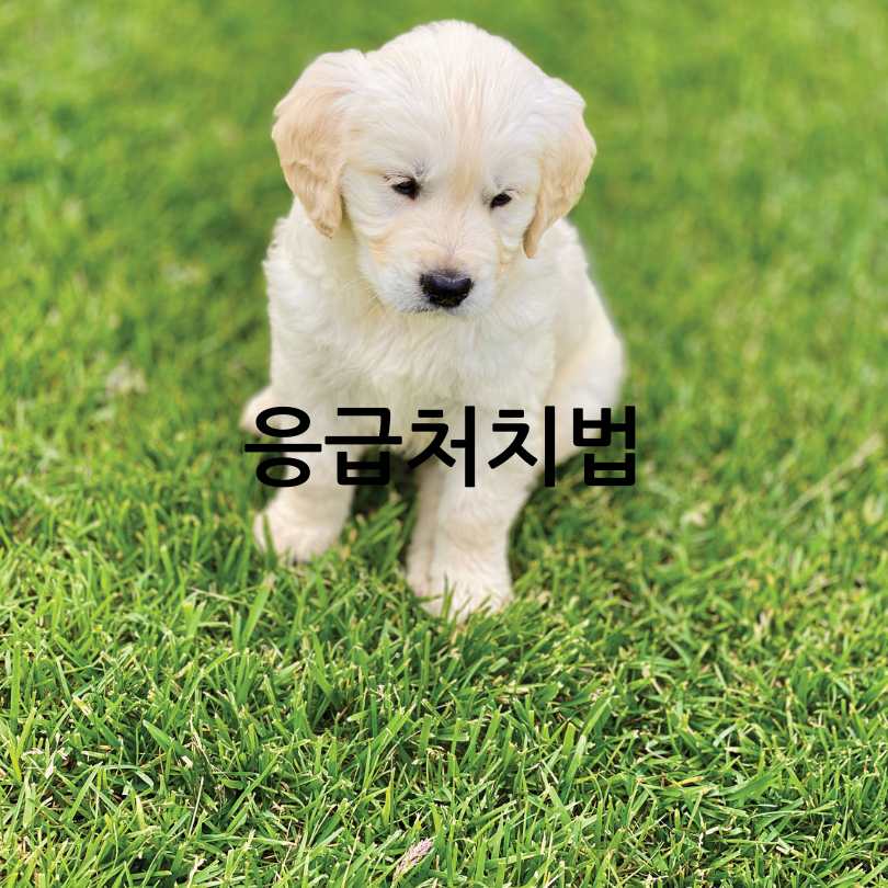 강아지 더위 증상 및 해결법