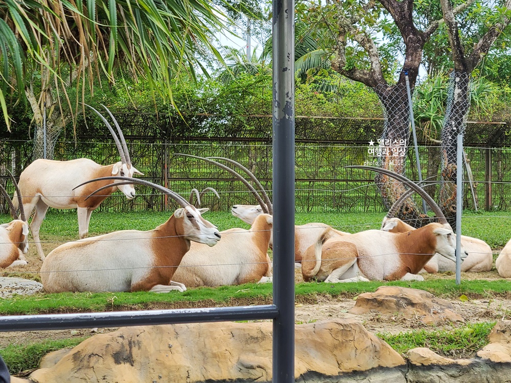 베트남 남호이안 빈원더스 사파리 후기 가격 할인입장권 예약 리버