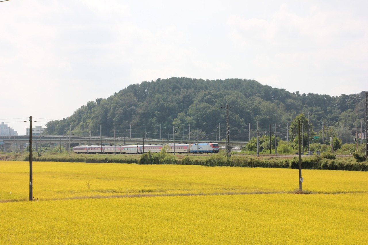 무궁화호 예약 꿀팁 총정리 🚆