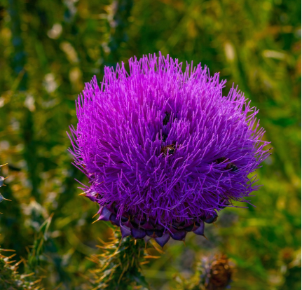 밀크씨슬이미지사진