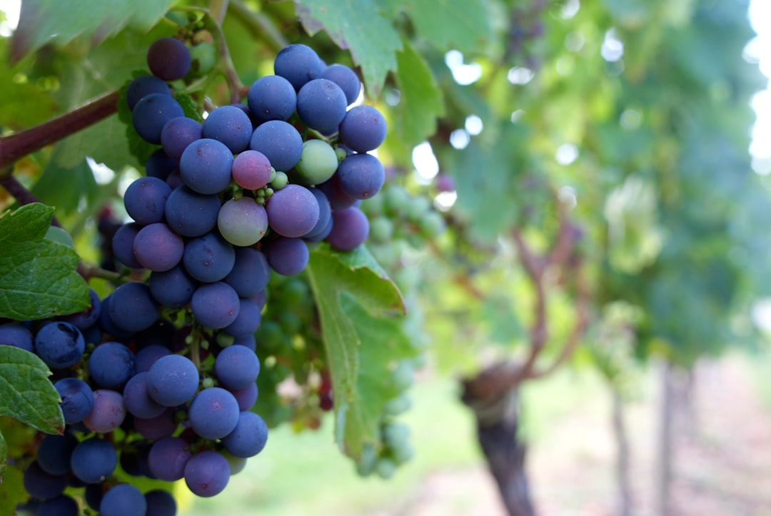 Grapes
