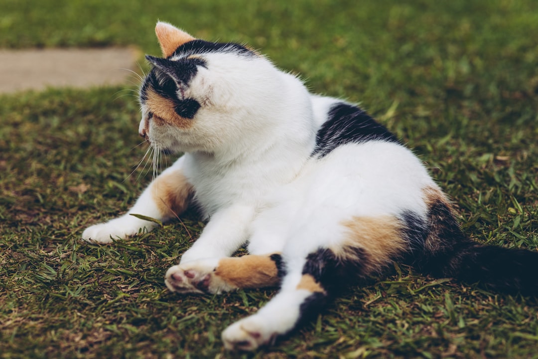 Bellyfat