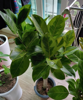 뱅갈고무나무 키우기