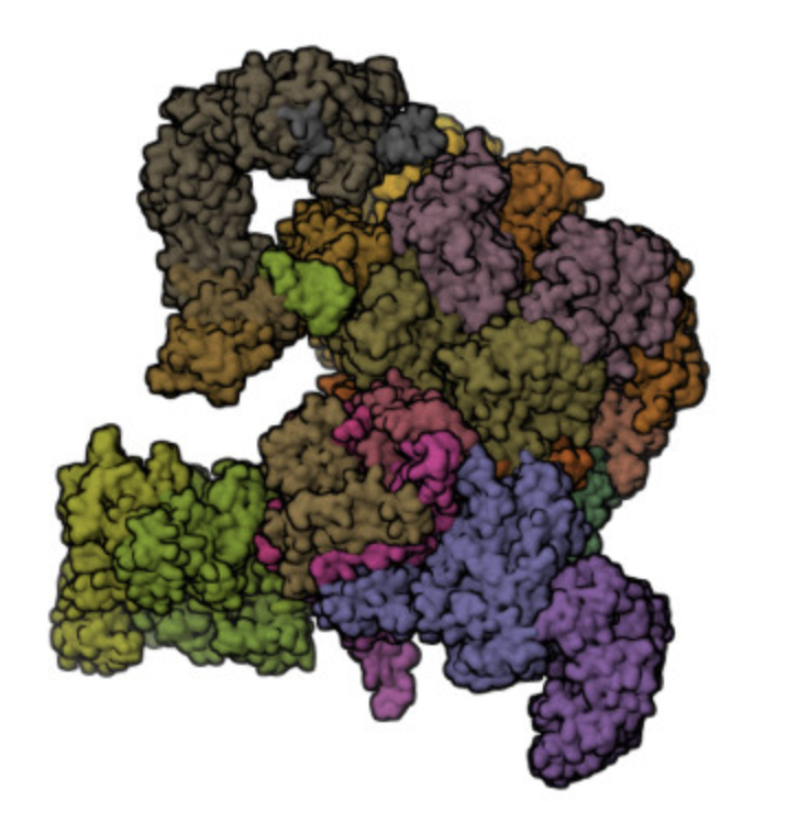 LRR1 단백질 (pdbid:7PLO)