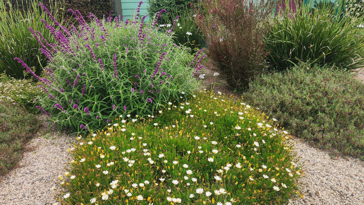 💜 멕시칸 부시 세이지 (Mexican Bush Sage)
🌼 아프리칸 데이지 (African Daisy, Osteospermum)