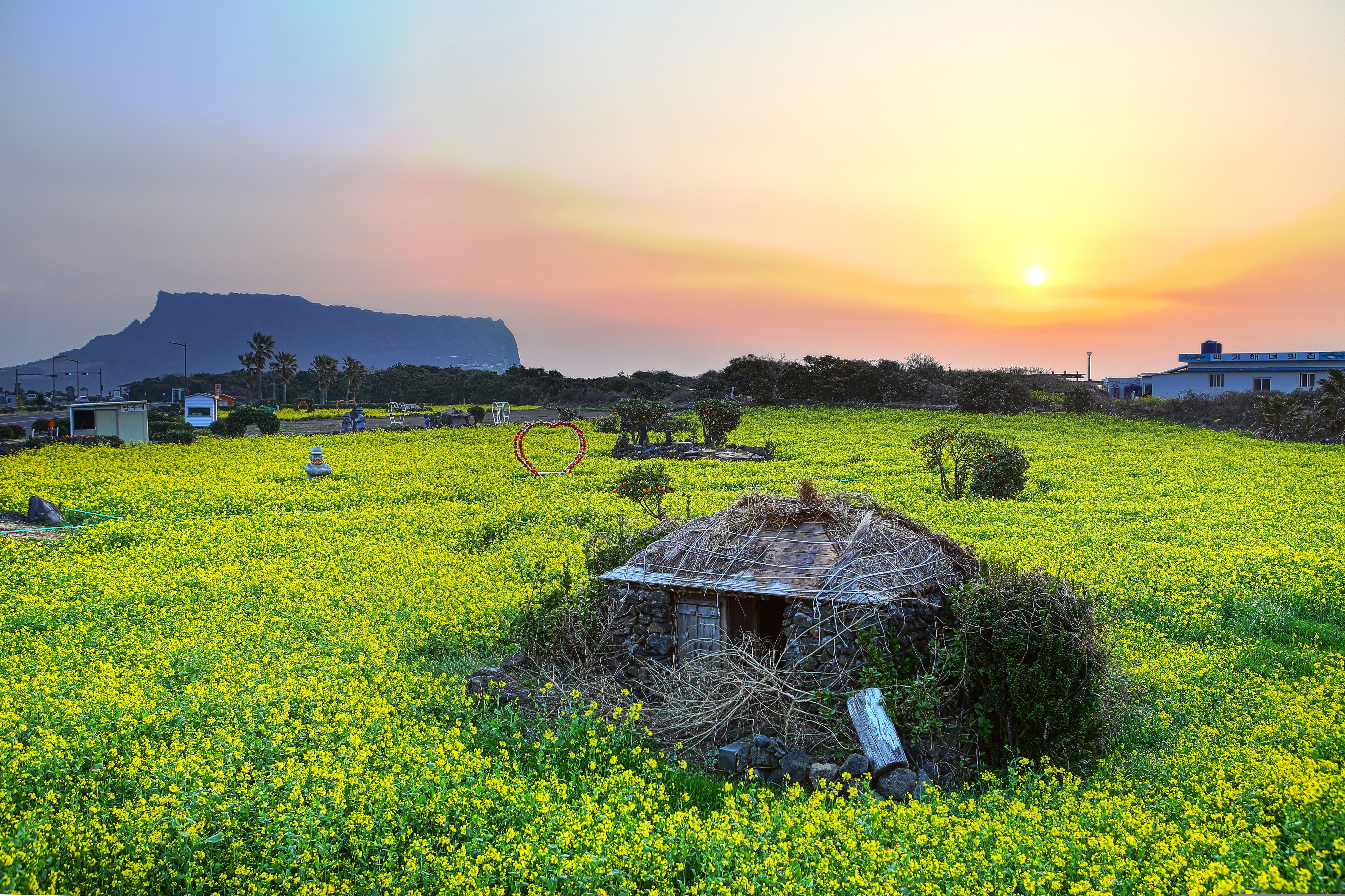 성산일출봉 유채꽃 관련 사진