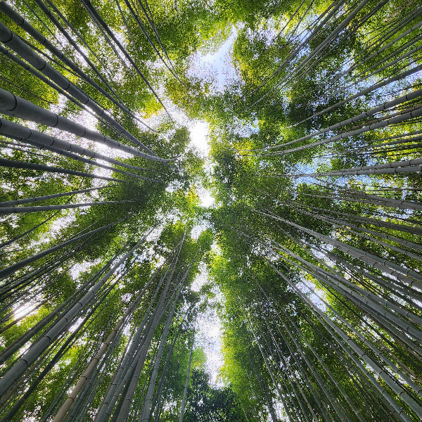 아래서서 위를 바라보며 찍은 대나무 숲