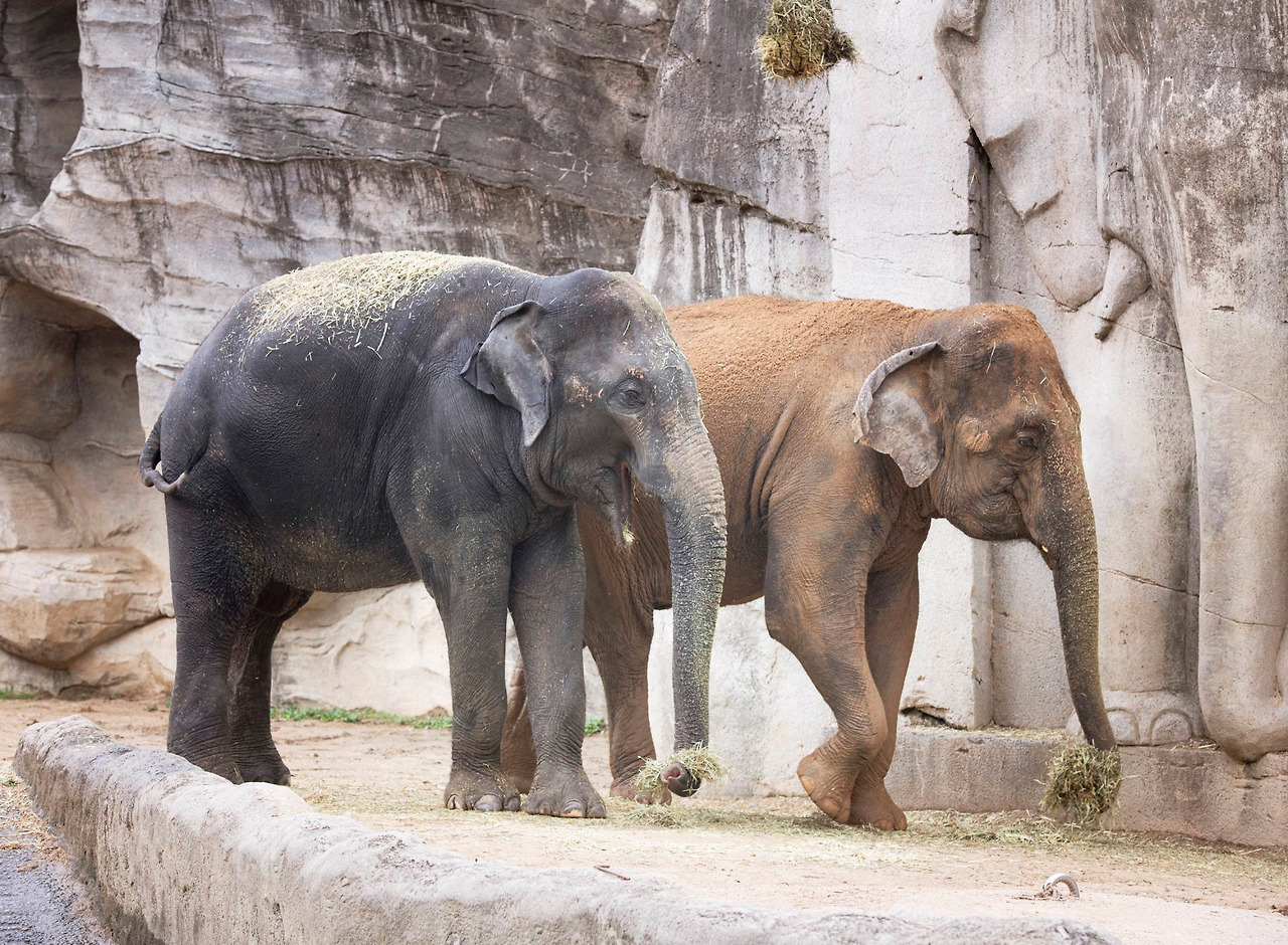 에버랜드 동물 코끼리