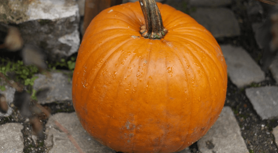 방광염에 좋은 음식인 늙은 호박 한개가 놓여 있다