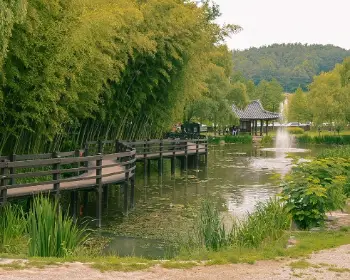 담양 대나무축제_6