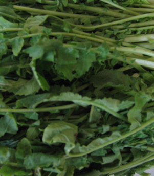 열무 효능 부작용 고르는법 칼로리