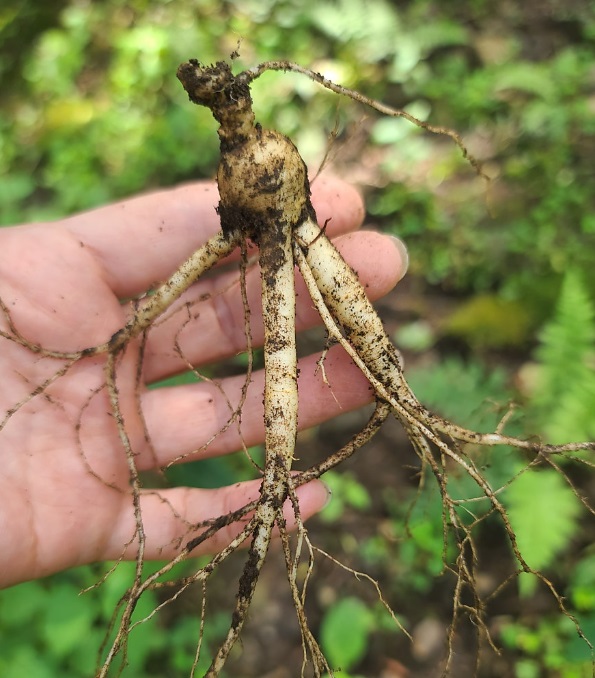 극한직업-산양삼주문-택배