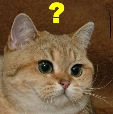 고양이 궁금해