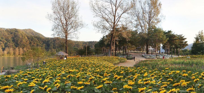 2025 Colorful Garden 자라섬 꽃 페스타 완전 정복 가이드!!