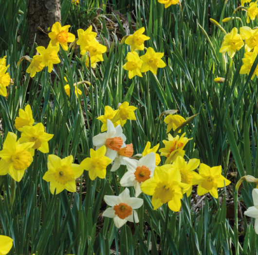 화담숲 주변 맛집 가볼만한곳