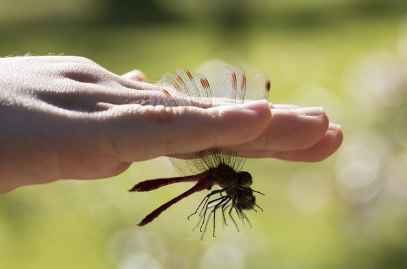 자연에서 곤충 채집