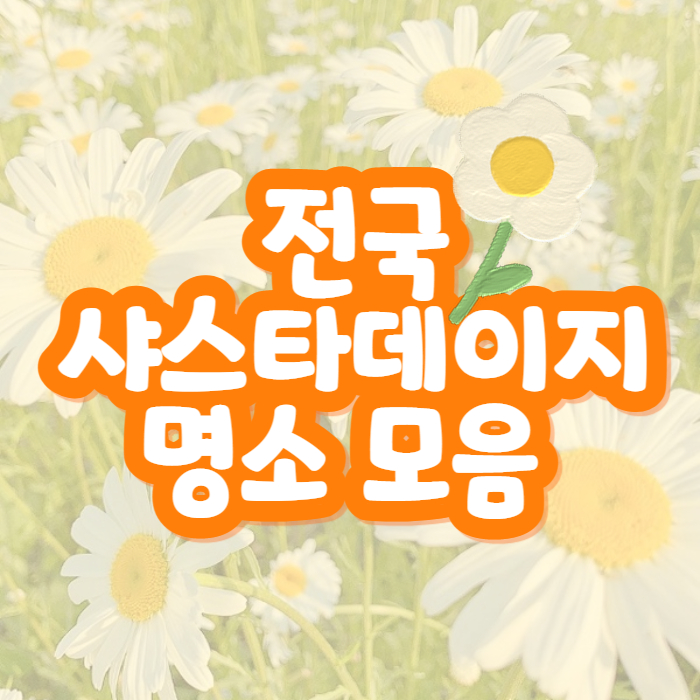 전국-샤스타데이지-명소-부안-변산