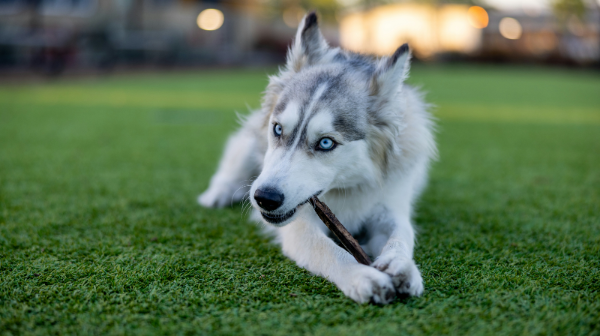 개껌을 먹고있는 강아지