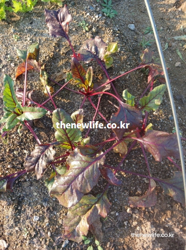 농장애서 자라는 비트의 잎과 붉은 줄기 구조를 담은 사진으로 비트 효능의 체력 보조 근거 이미지